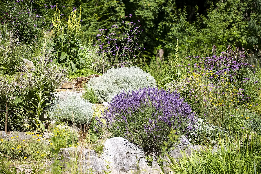 Heilpflanzengarten mit div. Heilpflanzen. Heilpflanzengarten mit div. Heilpflanzen.