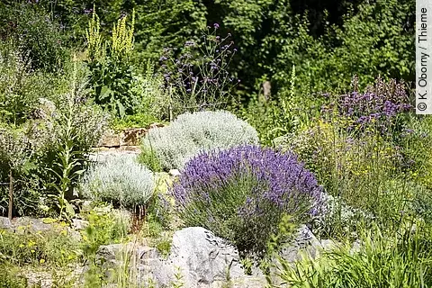 Heilpflanzengarten mit div. Heilpflanzen.