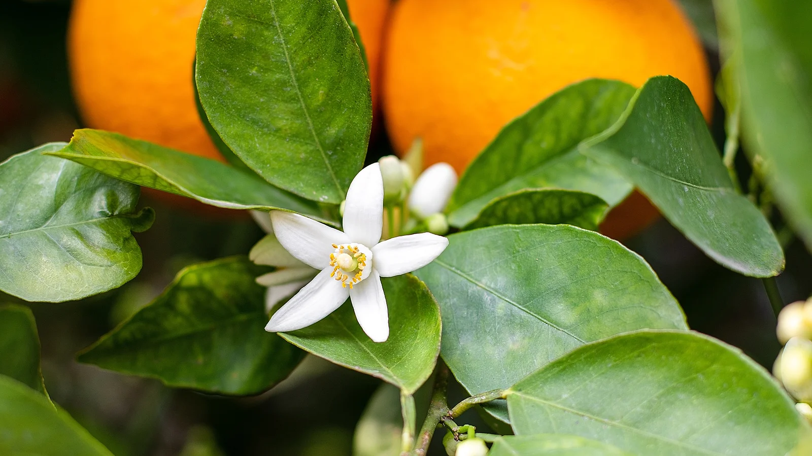 Orangenbaumblüte, im Hintergrund 2 Orangen