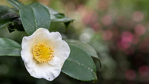 Blüte einer Camellia sinensis
