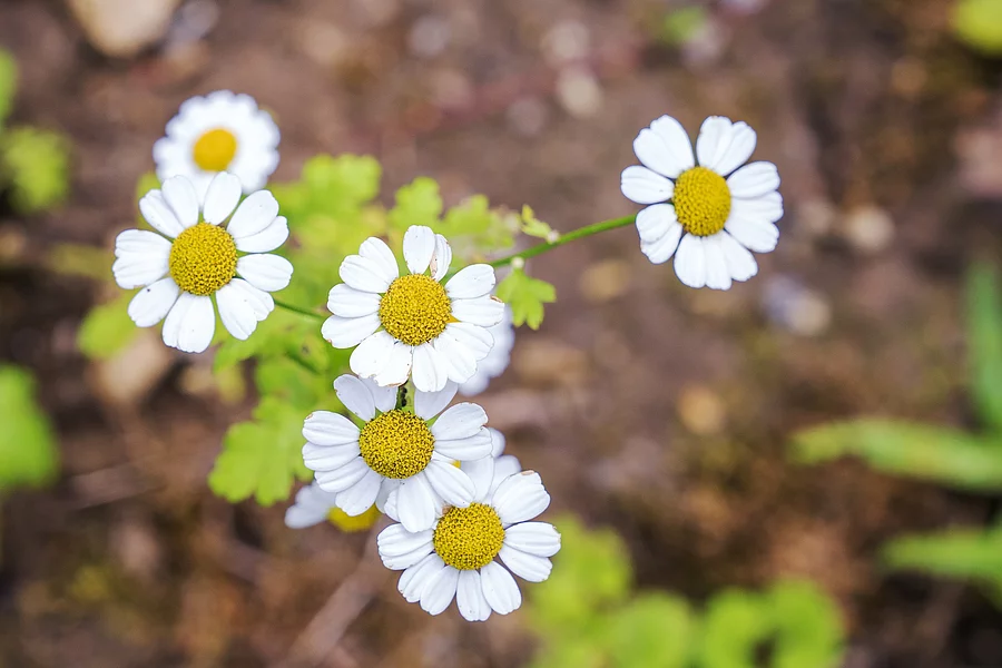 Mutterkrautblüten