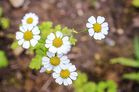 Mutterkrautblüten