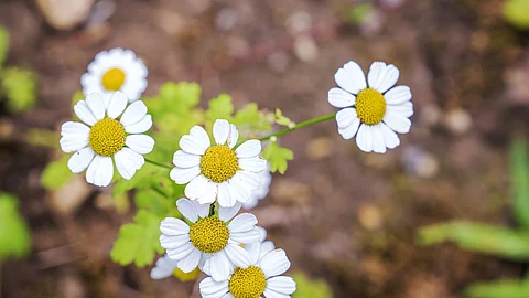 Mutterkrautblüten