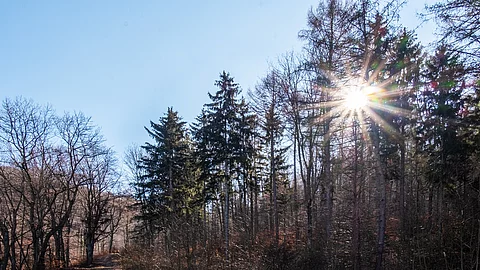 Wald, blauer Himmel, Lichtung