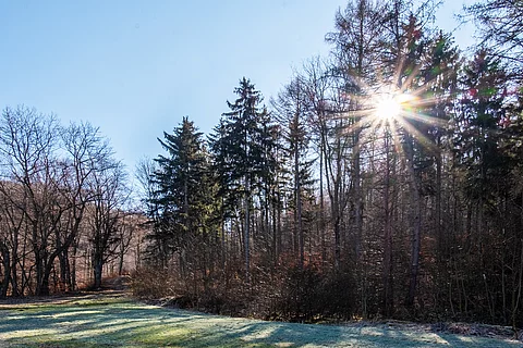 Wald, blauer Himmel, Lichtung