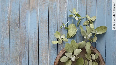 frische Salbeiblätter auf einer Holzschale