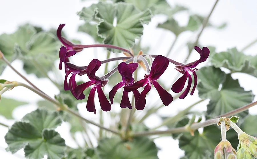 Blüten der Kapland-Pelargonie mit im Hintergrund verschwommenen Blättern.