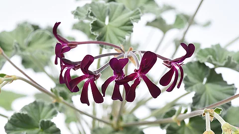 Blüten der Kapland-Pelargonie mit im Hintergrund verschwommenen Blättern.