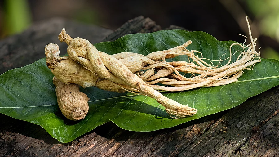 Panax ginseng Ginsengwurzel auf einem Blatt auf einem Holzuntergrund