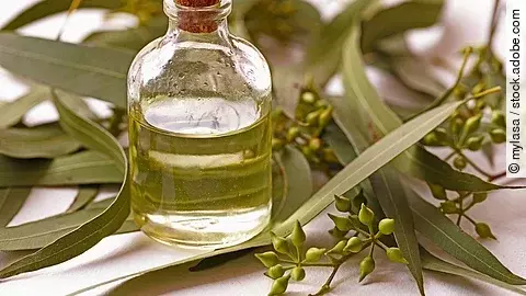 Eukalyptusblätter und -früchte, 1 Fläschchen mit Öl