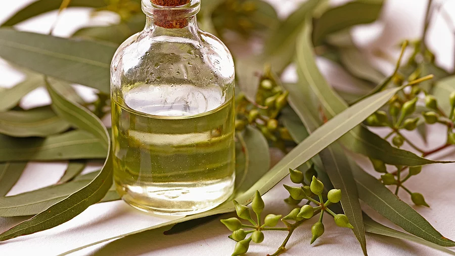 Eukalyptusblätter und -früchte, 1 Fläschchen mit Öl