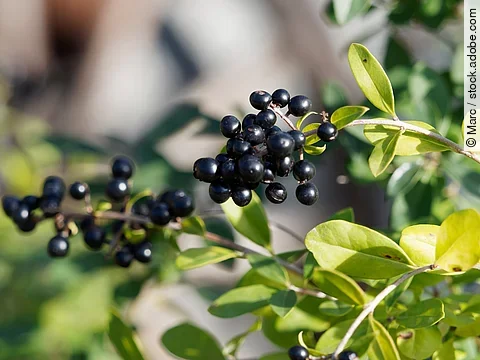 Gros plan sur des grappes de petites baies d'hiver de couleur noir bleuté sur des rameaux du troène commun (Ligustrum vulgare)