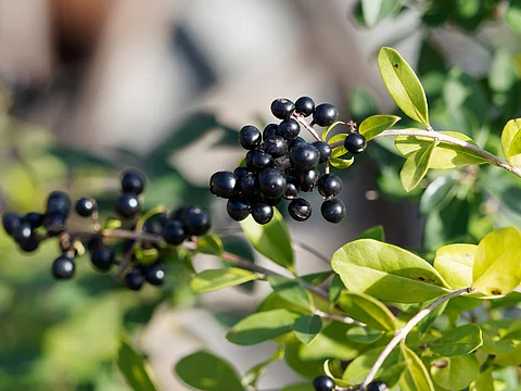 Gros plan sur des grappes de petites baies d'hiver de couleur noir bleuté sur des rameaux du troène commun (Ligustrum vulgare)