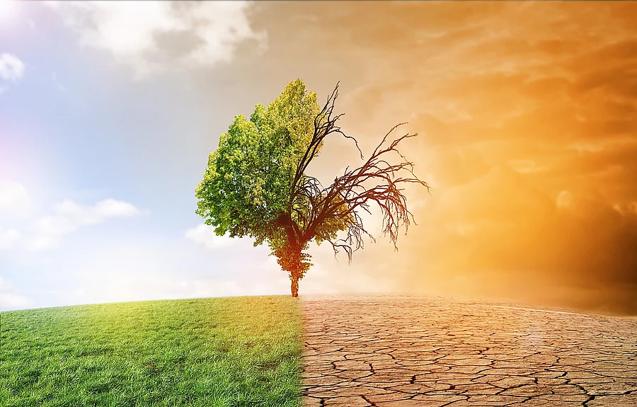 Baum als Symbolbild für den Klimawandel