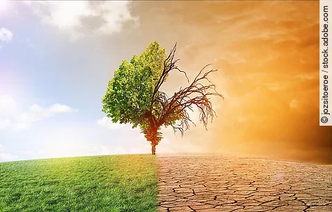 Baum als Symbolbild für den Klimawandel