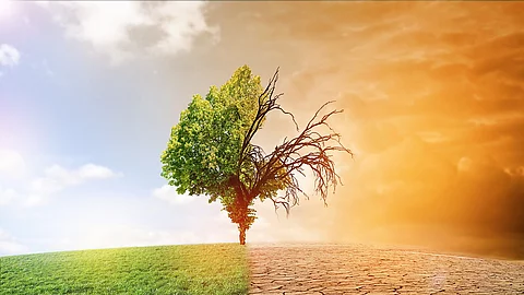 Baum als Symbolbild für den Klimawandel