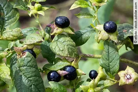 Tollkirsche am Strauch