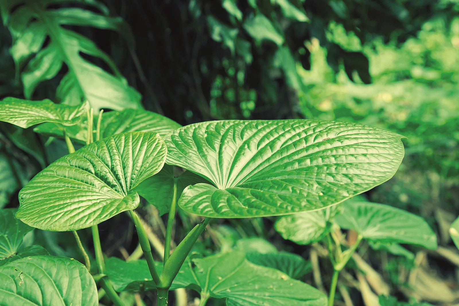 Kava-Kava im Garten.