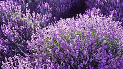 Schmalblättriger Lavendel blühend im Sommer.