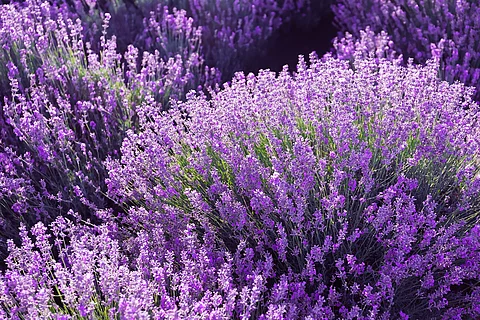 Schmalblättriger Lavendel blühend im Sommer.