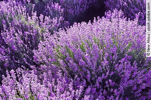 Schmalblättriger Lavendel blühend im Sommer.
