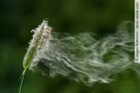 Abfliegende Graspollen