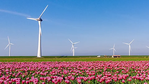Windräder hinter einem Tulpenfeld