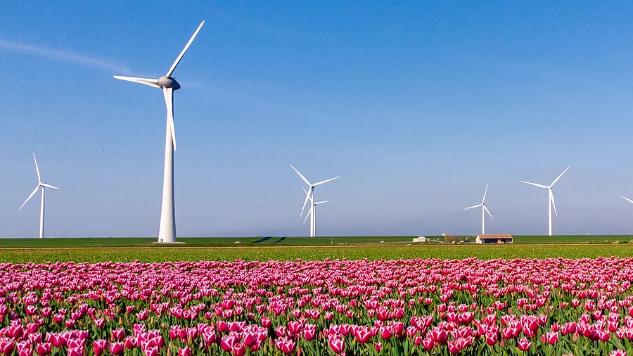 Windräder hinter einem Tulpenfeld Windräder hinter einem Tulpenfeld