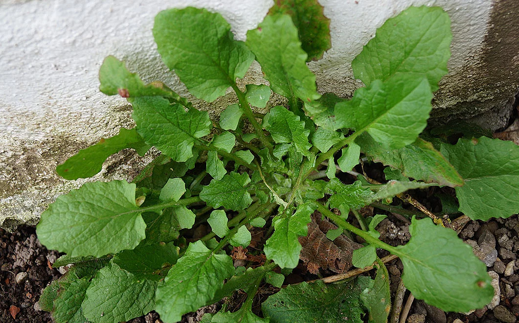 Rainkohl