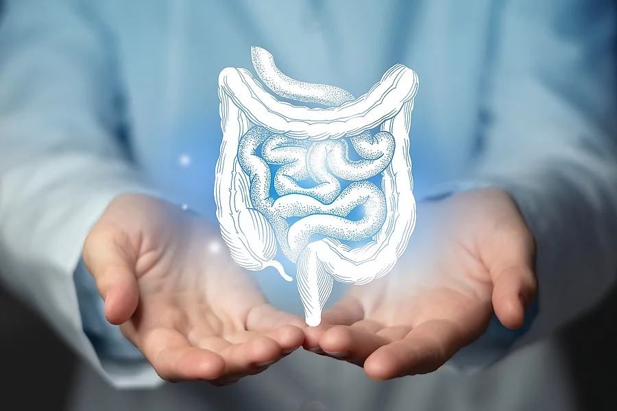 Grafisches Konzept des Darmtraktes in den Händen eines Arztes