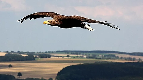 Adler, Landschaft, Mittelgebirge