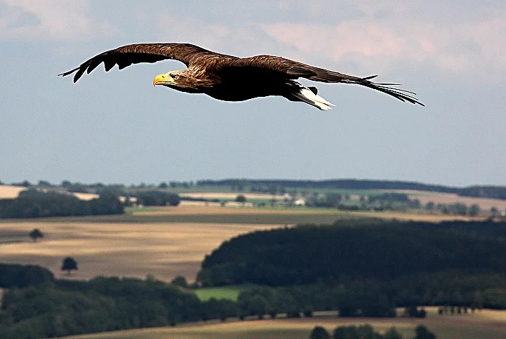 Adler, Landschaft, Mittelgebirge