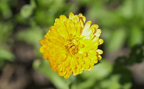 Nahaufnahme einer Ringelblume