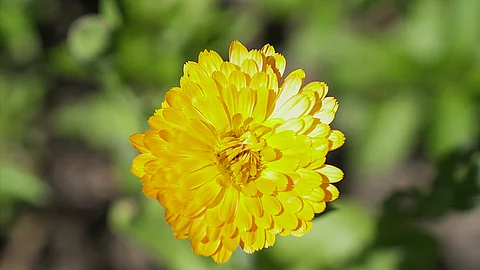 Nahaufnahme einer Ringelblume