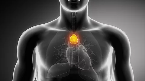 Illustration: Lokalisation der Thymusdrüse bei einem Mann, im mittleren Bereich des Brustraums hinter dem Brustbein