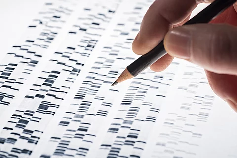 Auswertung einer DNA-Analyse, Hand mit Bleistift vor Ausdruck