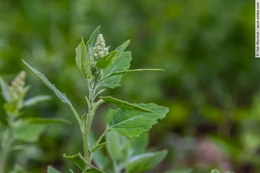 Weißer Gänsefuß, oberer Pflanzenteil, in der Natur
