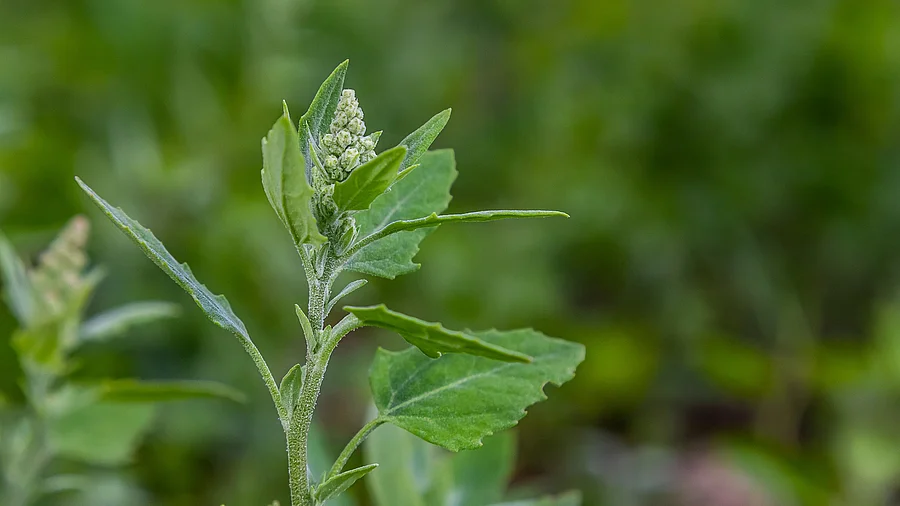 Weißer Gänsefuß, oberer Pflanzenteil, in der Natur Weißer Gänsefuß, oberer Pflanzenteil, in der Natur