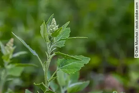 Weißer Gänsefuß, oberer Pflanzenteil, in der Natur
