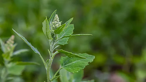 Weißer Gänsefuß, oberer Pflanzenteil, in der Natur