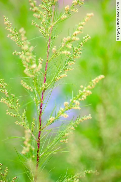Blätter und Blüten von Southernwood (Artemisia Abrotanum)