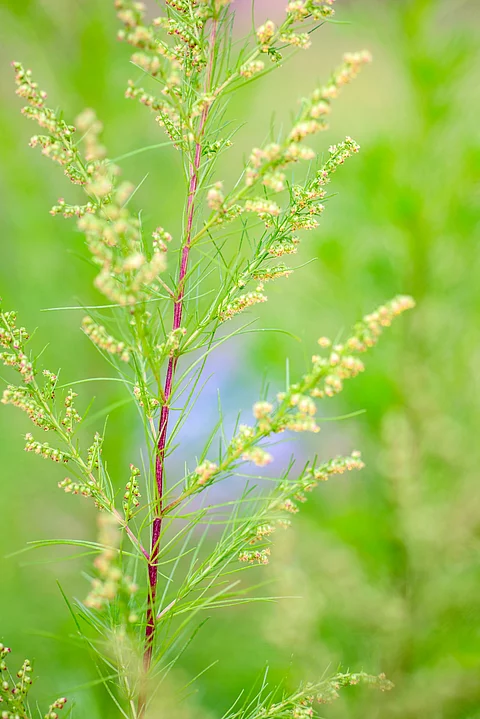 Blätter und Blüten von Southernwood (Artemisia Abrotanum)