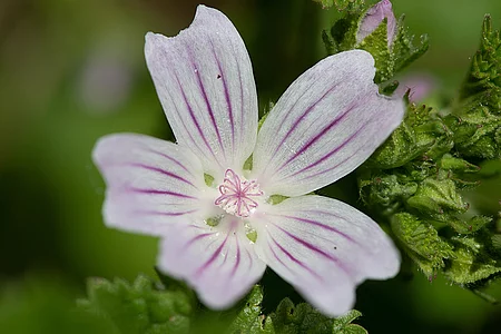 Wegmalve (Malva neglecta)