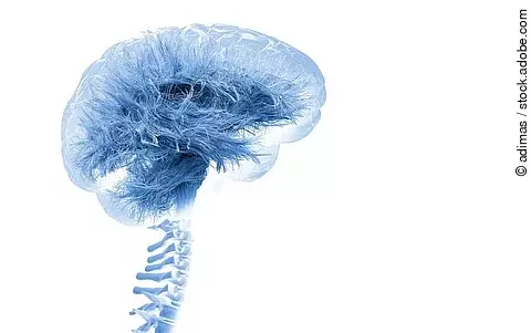 Grafik von Gehirn auf weißem Hintergrund.