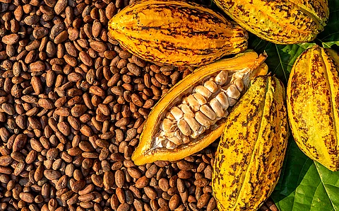 aufgeschnittene Kakaofrucht mit Kakaosamen