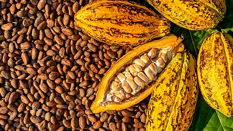 aufgeschnittene Kakaofrucht mit Kakaosamen