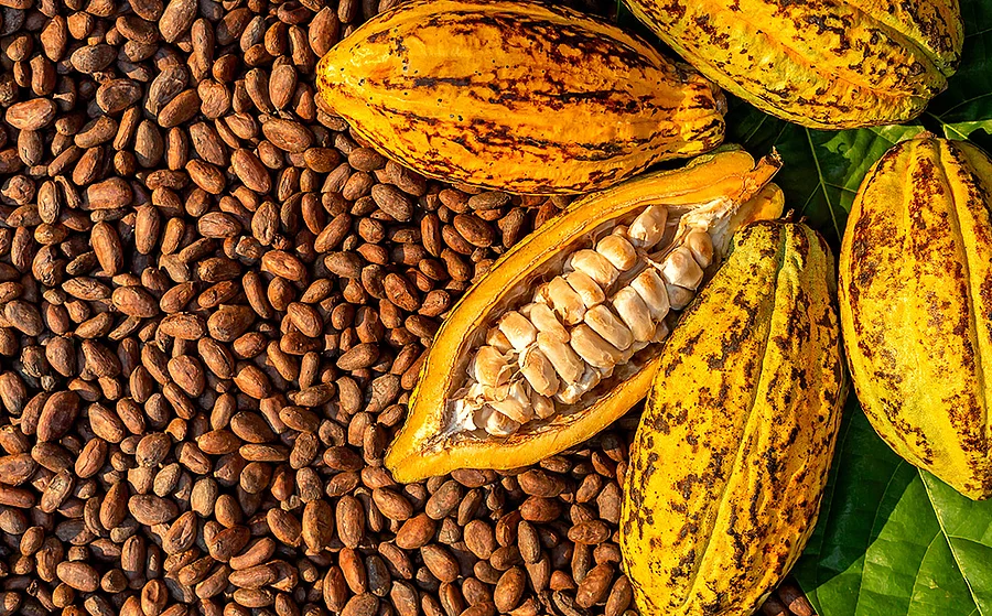 aufgeschnittene Kakaofrucht mit Kakaosamen