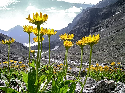 Arnika montana in den Alpen