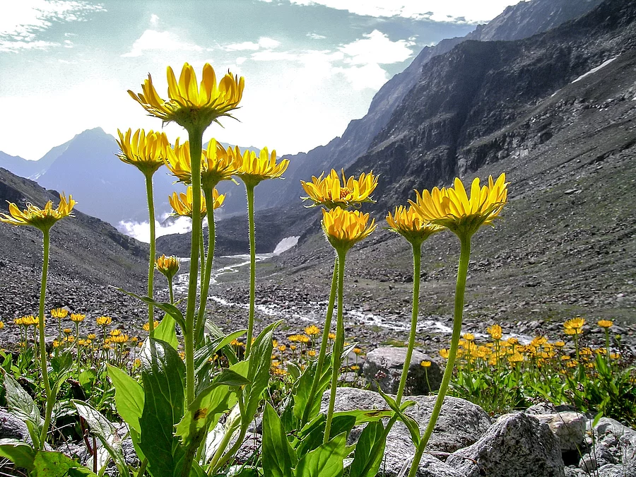 Arnica montana in the alps Arnika montana in den Alpen