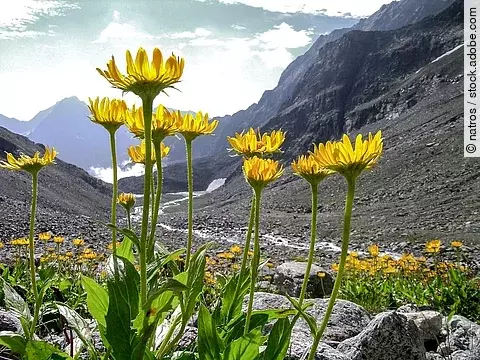 Arnika montana in den Alpen